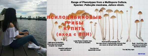 эйфоретик Богданович